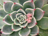 CAGM 0012 Echeveria chihuahuensis.jpg