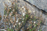 VWS077 Oxylobus arbutifolius.jpg