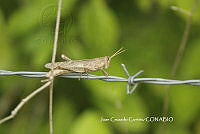 JCC0117 Acrididae.JPG