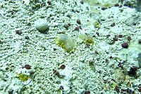 NE018 0848 Dendrodoris krebsii.jpg