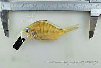 LFMG111 Gerres cinereus.jpg