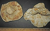 RGO0279 Russula brevipes.JPG
