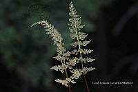 Zautla 0026 Cystopteris fragilis.jpg