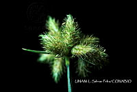 JF078 0407 Fuirena simplex.jpg