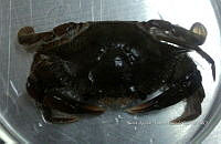 JF211 inv 087 Callinectes arcuatus.jpg