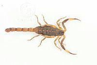 MASM07653 Centruroides flavopictus.jpg