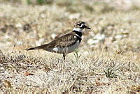 ARR013 Charadrius vociferus.jpg