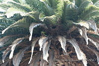 PRB0756 Myiopsitta monachus.jpg