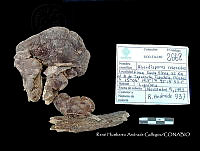 HC014 0075 Abundisporus roseoalbus.jpg