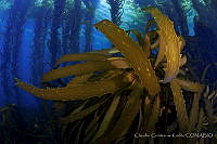 CCK0193 Eisenia arborea.jpg