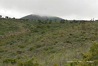 OTVHK040-121 Hábitat de Ferocactus haematacanthus.TIF