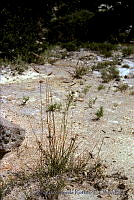 2060 Boutelona gracilis.jpg