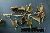 ME010 KV 01553 Acalypha L., 1753.JPG