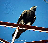 GRC0004 Aquila chrysaetos.jpg