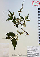 RBB0003 Morus celtidifolia.tif