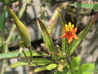 JRBBFM026-113 Asclepias curassavica.jpg