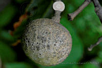 MDLLPG0092 Morisonia americana.jpg