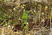 JHC0142 Passerina ciris.jpg