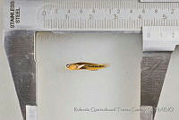 RQTG0959 Elacatinus puncticulatus.jpg