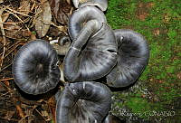 DK0582 Fungi.jpg
