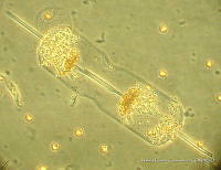 NCC0027 Ditylum brightwellii.JPG