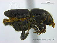 BTH0236 Scolytus sp..jpg