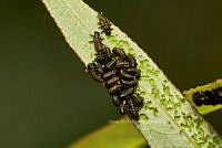 SM0548 Gastrophysa cyanea.jpg