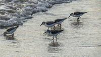 LCF 0483 Calidris alba.jpg