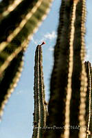 YAP001 Pachycereus.jpg
