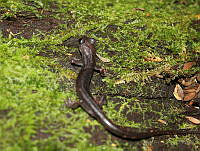 OJL044 Ixalotriton niger.jpg
