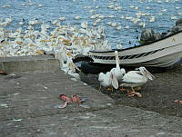 ANC03 Pelecanus erythrorhynchos.jpg