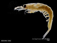 ME006 Z 0433 Nematoscelis microps - Sars, 1883.jpg