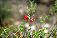 CAR 0066 Hermannia.jpg