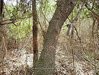 UM001 0089 Avicennia germinans.jpg