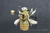 CGVM1236 Tetraloniella eriocarpi.jpg