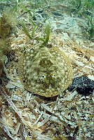 JAO0291 Urobatis jamaicensis_1.tif