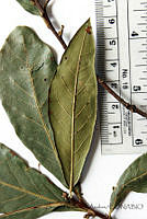 SVA0023 Quercus sapotifolia.JPG