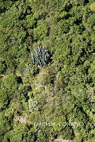 3R 00793 Bosque tropical caducifolio.tif