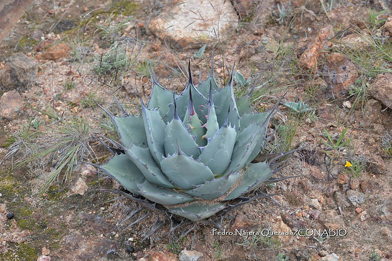 PNQ%200006%20Agave%20flexispina.jpg.nyezuuTzMbHv  1hQA3g0JtbmFja29CbnFuZ3NAbXJ6LGtwZwA.vjSOG RUkm