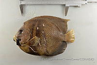 RQTG1331 Pomacanthus zonipectus.jpg