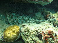 CGG1218 Urobatis jamaicensis.JPG