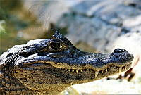 FGG002 Crocodylus moreletii.jpg