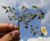 JJBC0492 Sida abutifolia.JPG