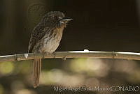 MASM02124 Malacoptila panamensis.jpg