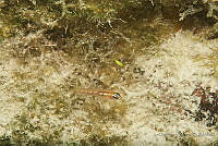 IDG1506 Coryphopterus personatus.jpg