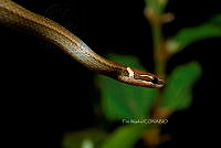 PM0303 Rhadinaea hesperia hesperioides.jpg