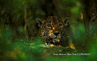 MN6F0288 Panthera onca.jpg
