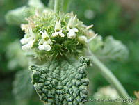 OTV4450 Marrubium vulgare.jpg