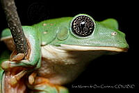 IMDOC0954 Agalychnis dacnicolor.jpg