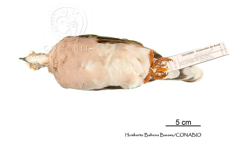 ME006%20Aves%200475%20Leptotila%20jamaicensis.jpg.rSfgnLv1MSlB68VhQA3g0JtbmFja29CbnFuZ3NAbXJ6LGtwZwA. LFHG5 ksF